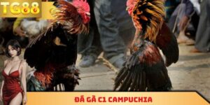 Đá Gà C1 Campuchia